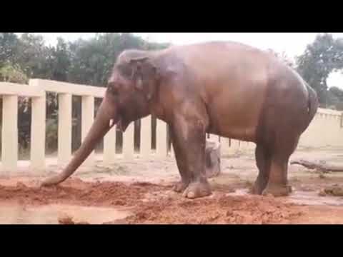 Happy Kaavan flirts with one of the ladies and his first touch at Cambodia wildlife Sanctuary